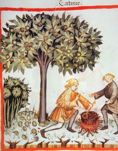 Harvesting and Cooking Chestnuts, from Tacuinum Sanitatis Codex Vindobonensis by Italian School